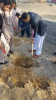 کاشت ۳۰اصله نهال به مناسبت روز درختکاری در مرکز علمی کاربردی شهرداری چابهار